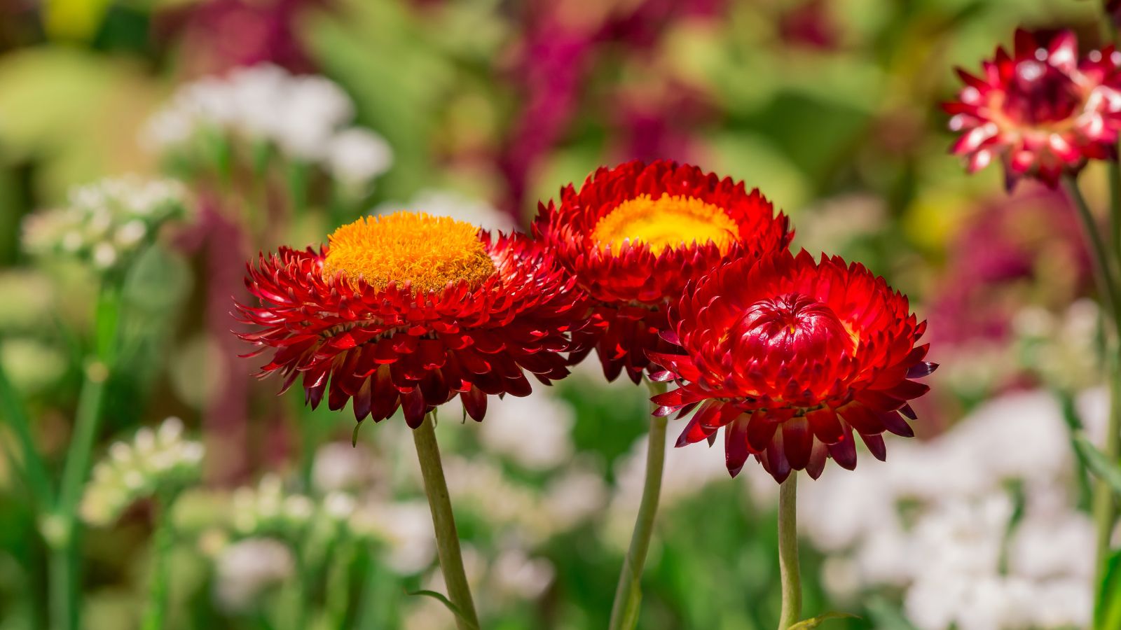 red strawflowers.