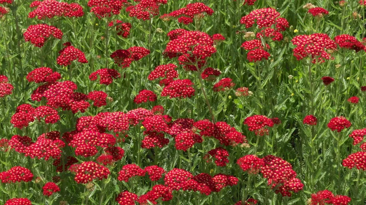 a field of red yarrow flowers.