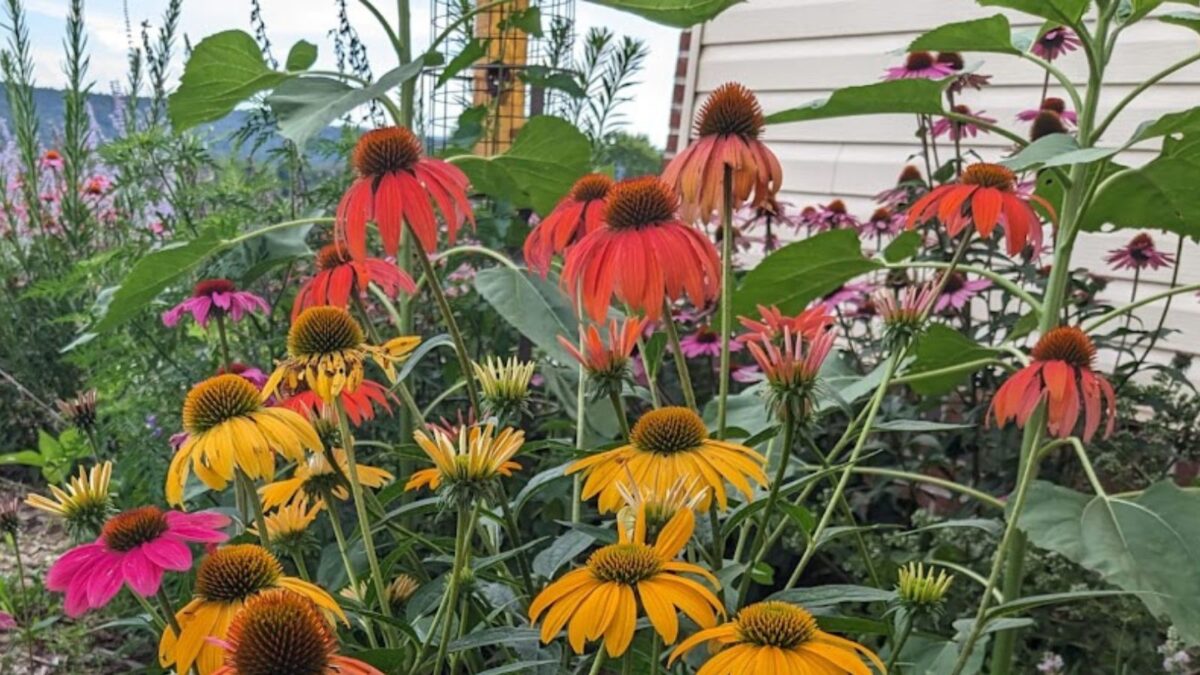red, yellow and p[ink coneflowers.