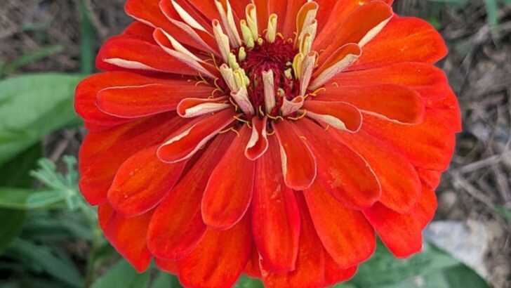How to Grow Zinnias From Seed to Gorgeous Flowers (Step-by-Step)