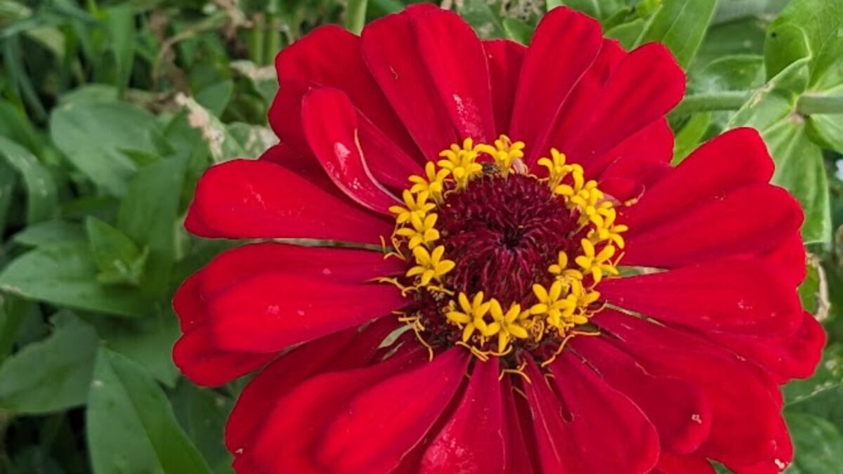 red zinnia flower.