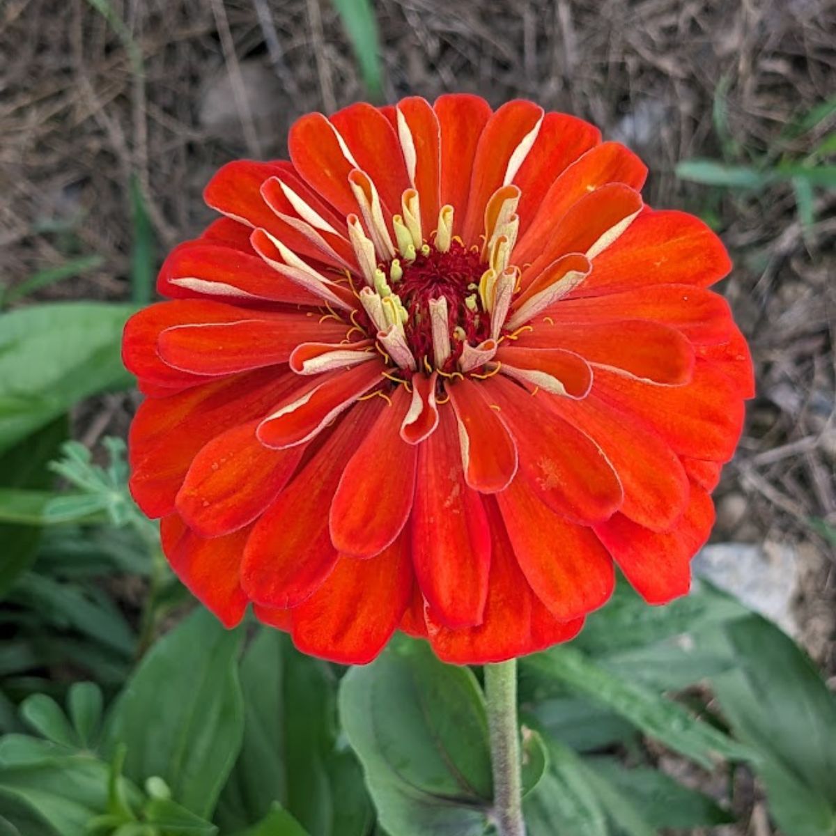 red zinnia flower.