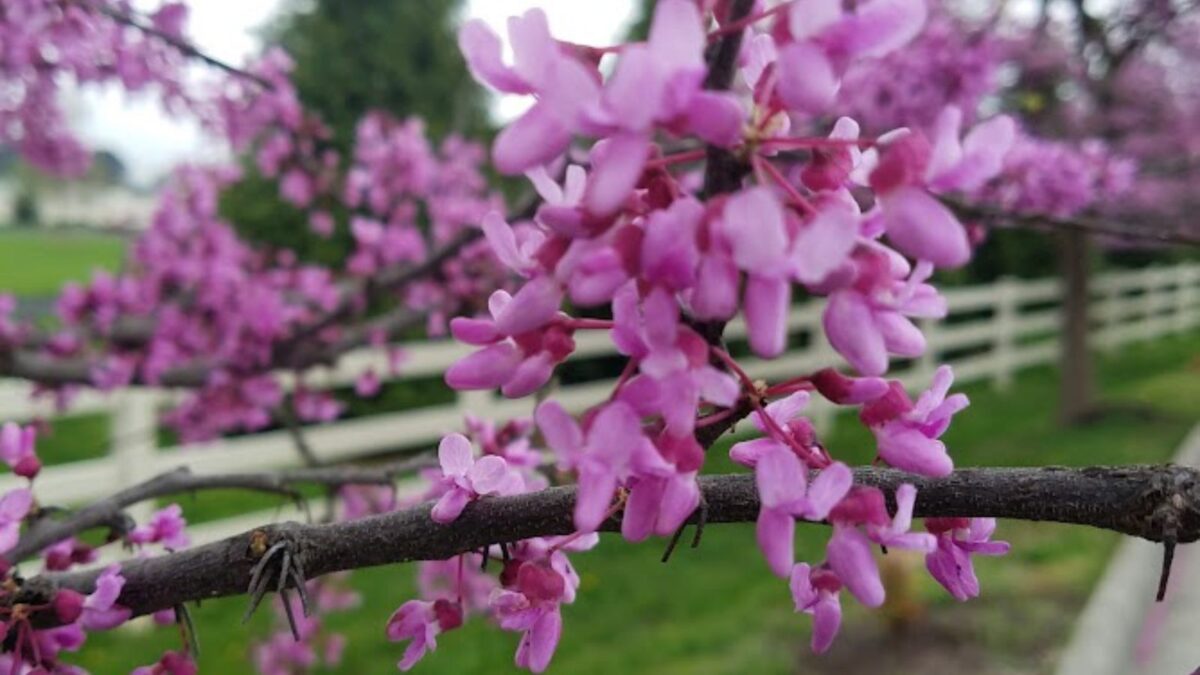closeup of a branch of redbud flowers.