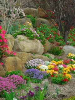 rock garden with colorful plants.