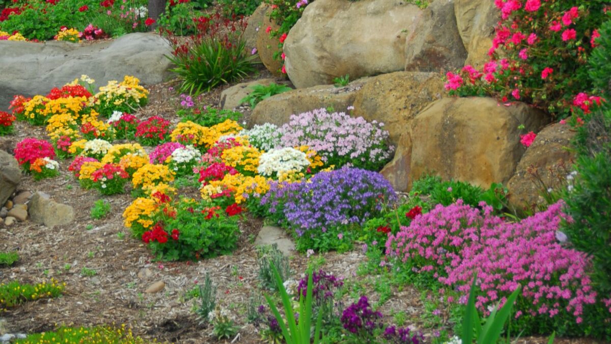 rock garden with an abundance of colorful flowers. 