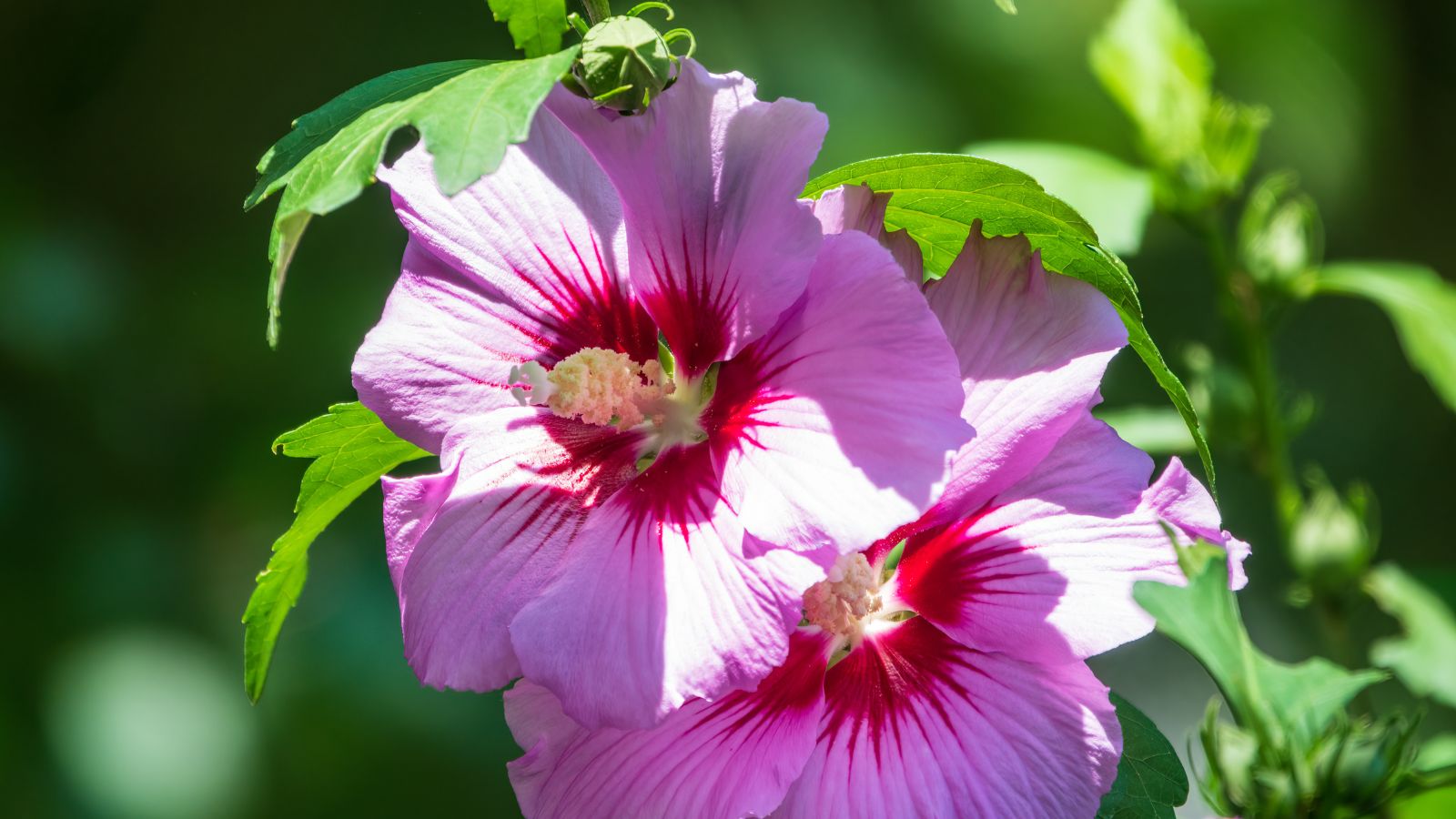 2 pink rose mallow flowers surrounded by foliage.