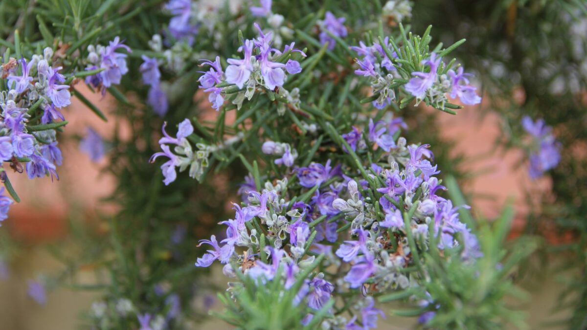 blue rosemary herb flowers. 
