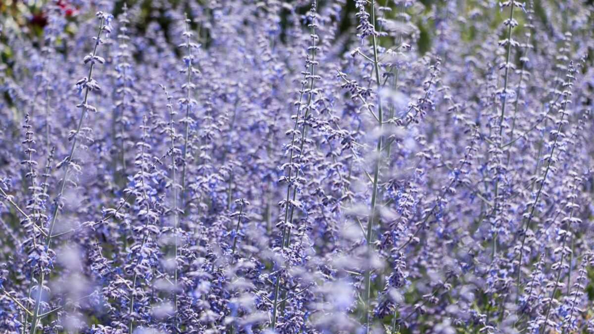 Russian sage flowers.