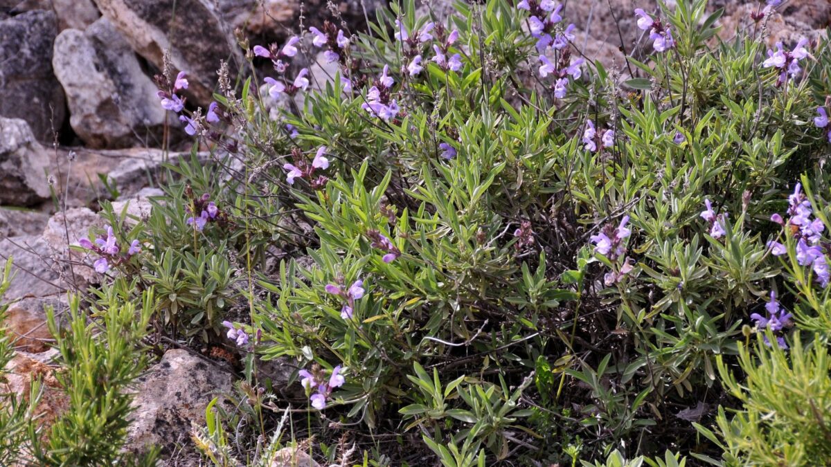 Spanish Sage Seeds (Salvia lavandulifolia) 20+ Seeds in FROZEN SEED CAPSULES for The Gardener & Rare Seeds Collector - Plant Seeds Now or Save Seeds for Many Years salvia lavandulifolia