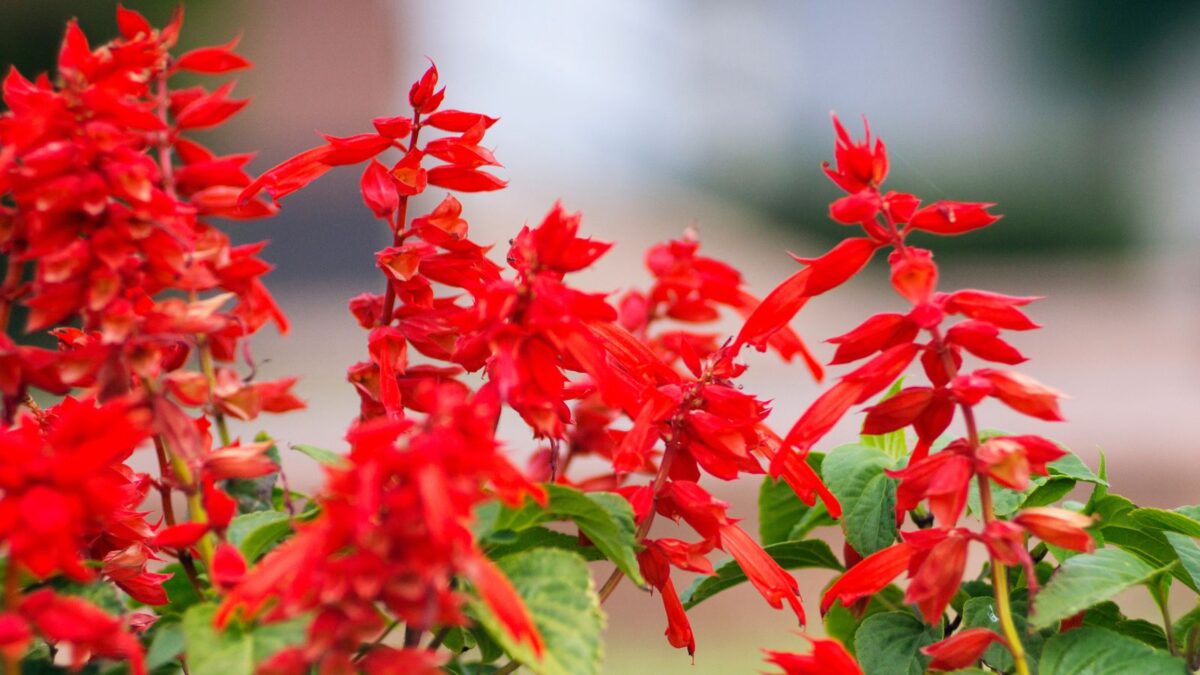 scarlet sage flowers.