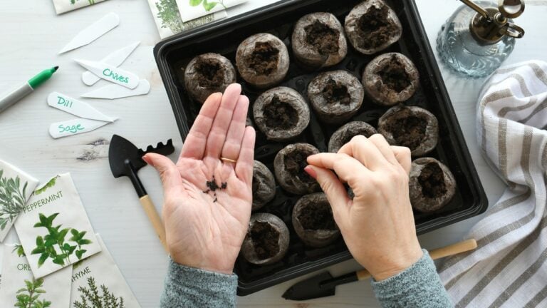 seed-starting (1)