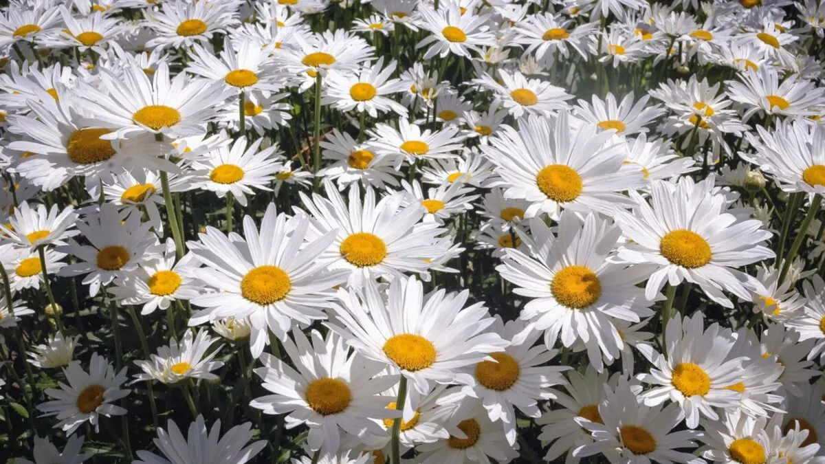 pure white Shasta daisies.