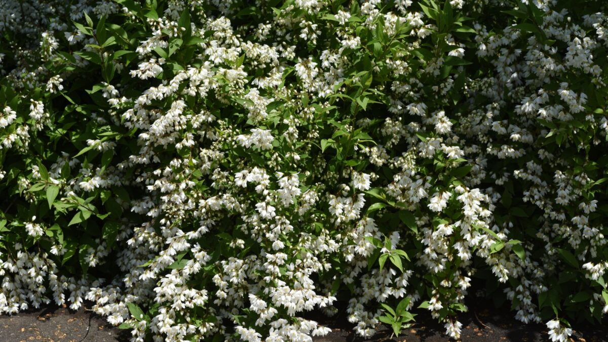 Deutzia gracilis, slender deutzia