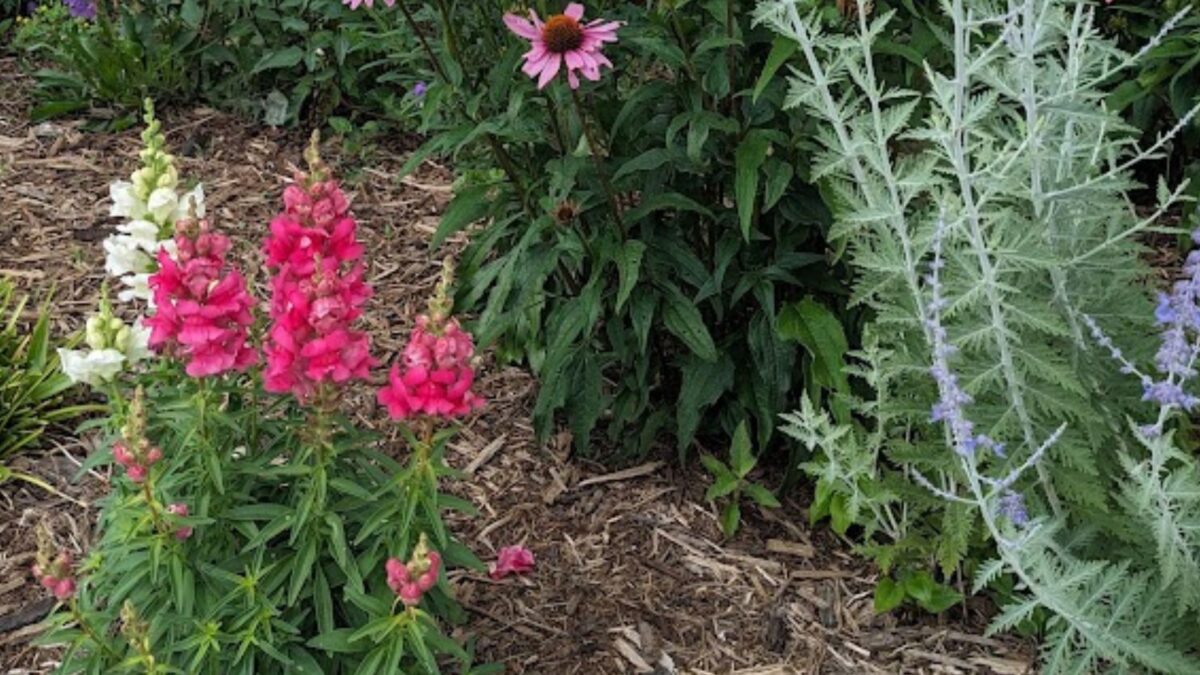 deep pink and white snapdragon flowers.