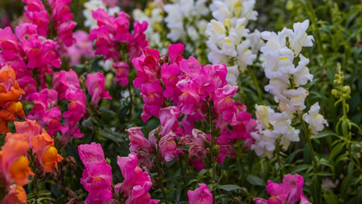 pink and white snapdragon flowers.