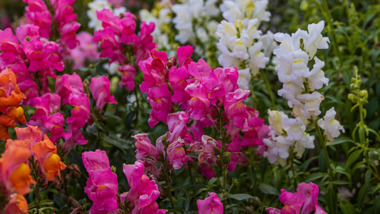 pink and white snapdragon flowers.