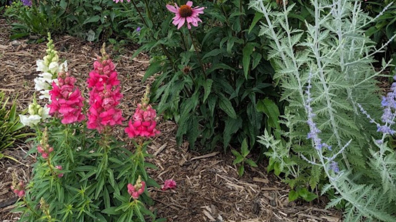 deep pink and white snapdragon flowers.