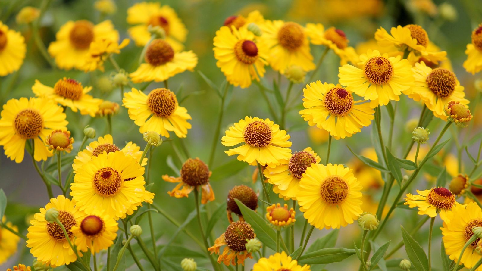 yellow sneezeweed flowers.