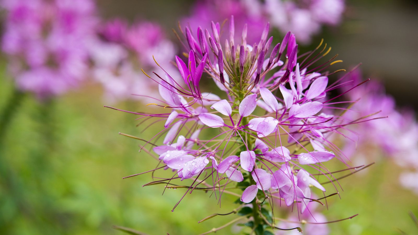 pink spider flower.