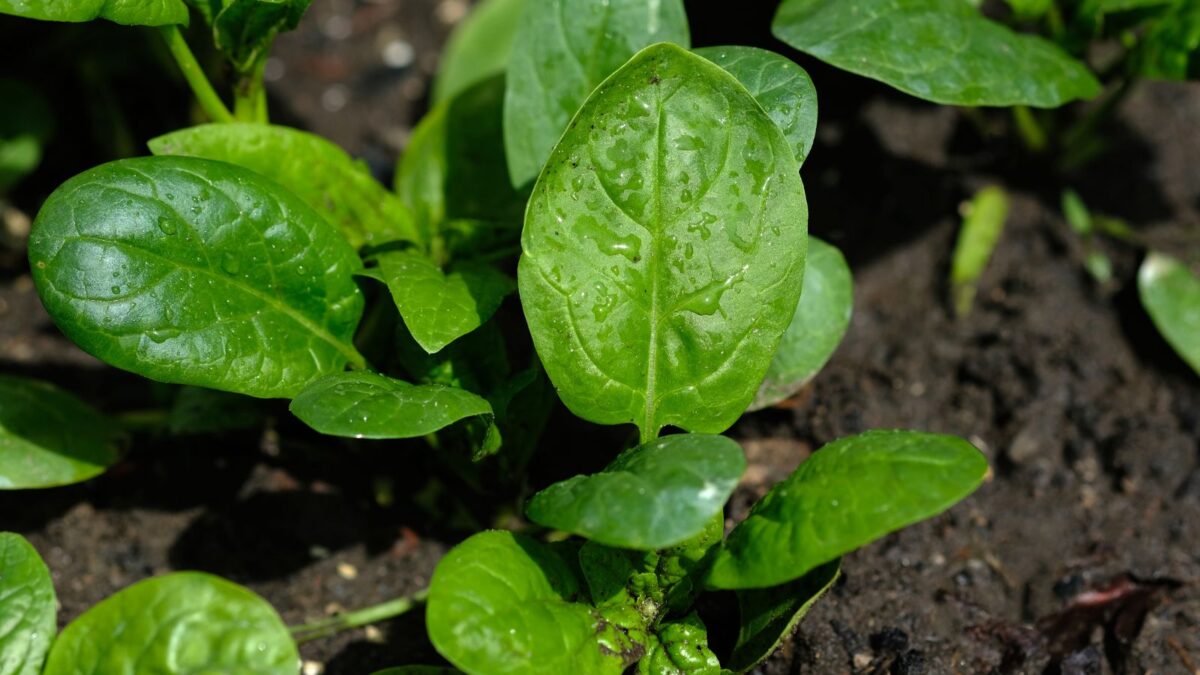spinach growing in the garden.