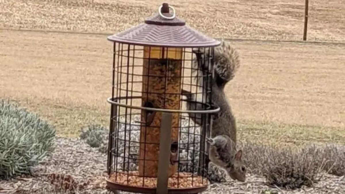 a squirrel hanging off the bird feeder.