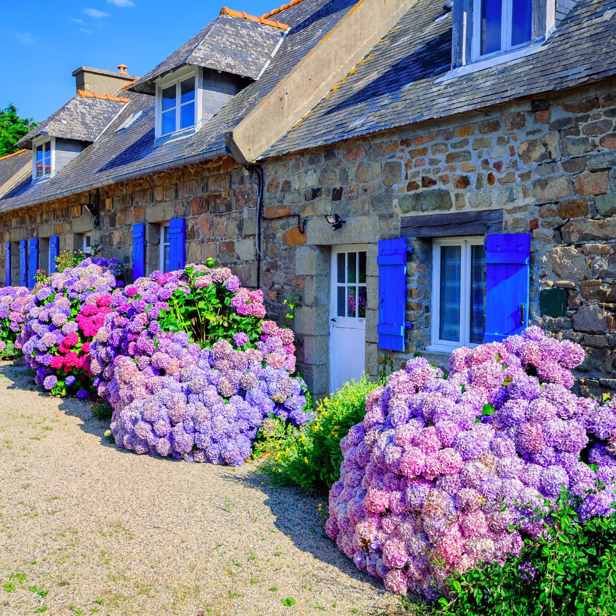 a row of stone houses with huge hydrangea bushes lined up in front of the buildings.