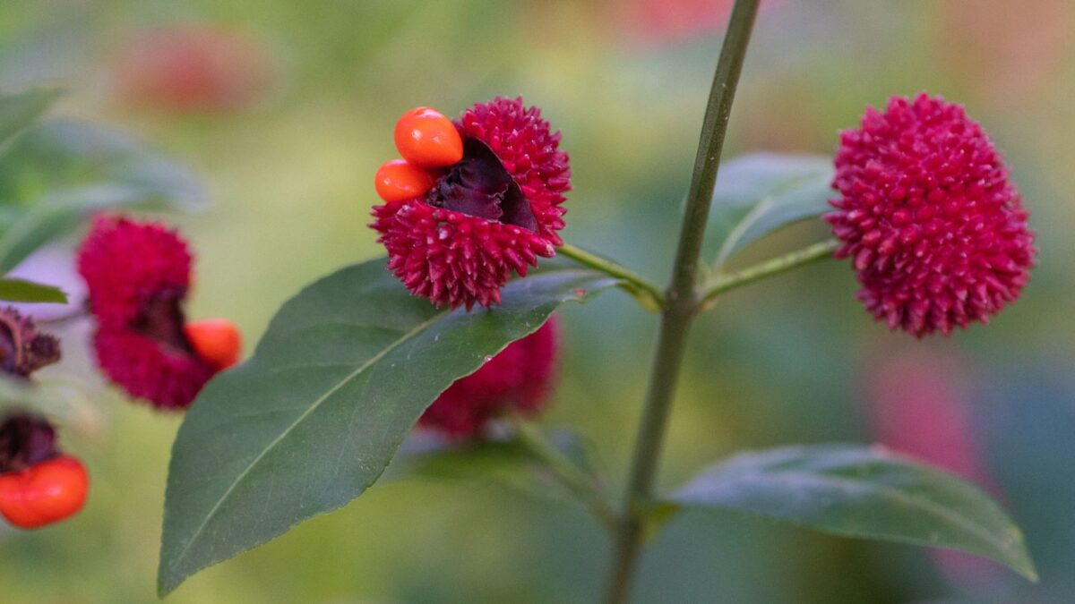 strawberry bush seed pods with red seeds peaking out.