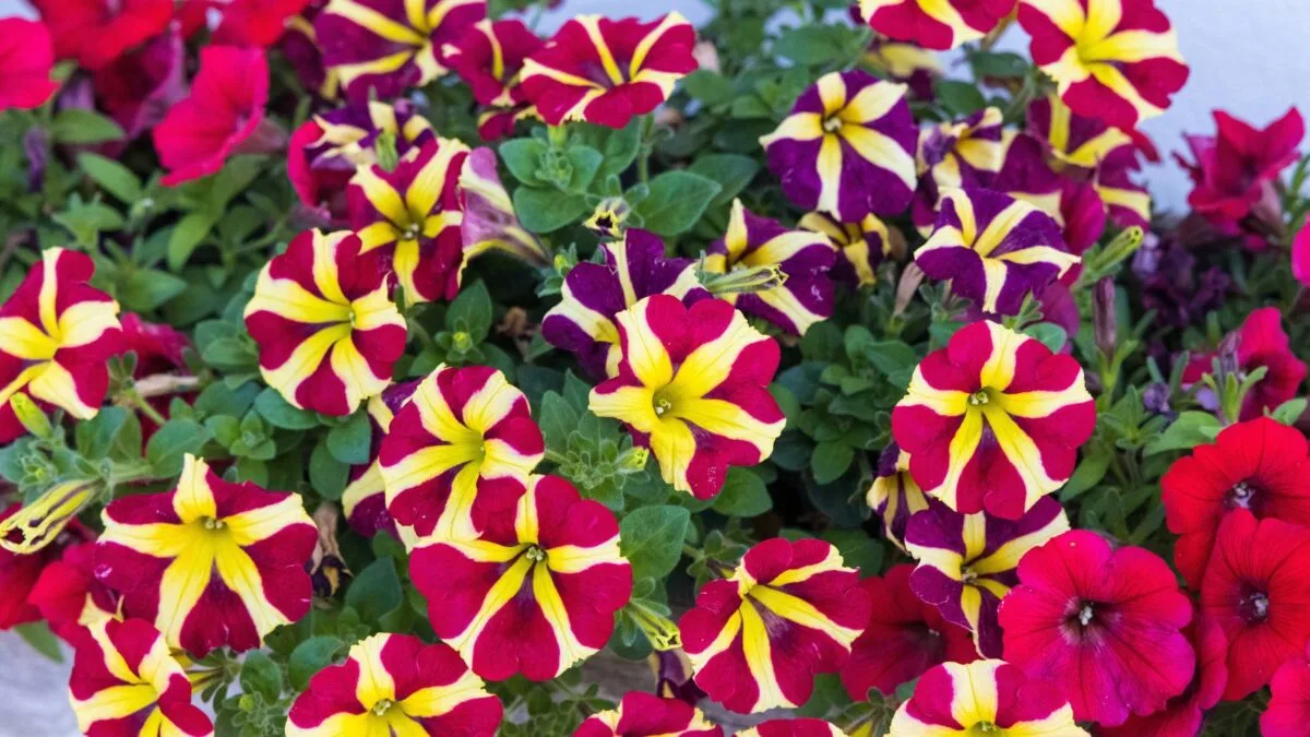 striped petunia flowers: red and yellow, and purple and yellow. 