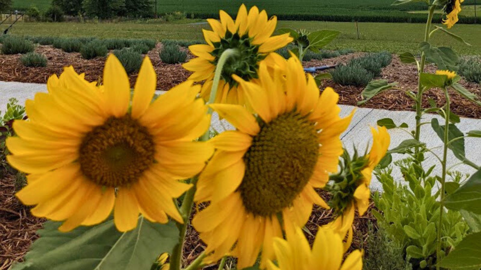 sunflowers.