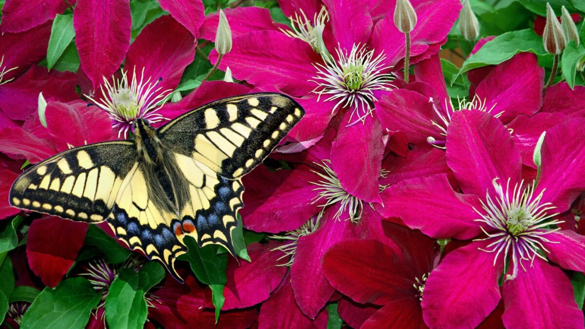 swallowtail butterfly on a red clematis flower.
