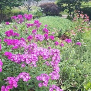 tall pink phlox at our local park.