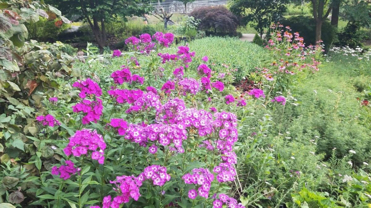 tall pink phlox at out local park.