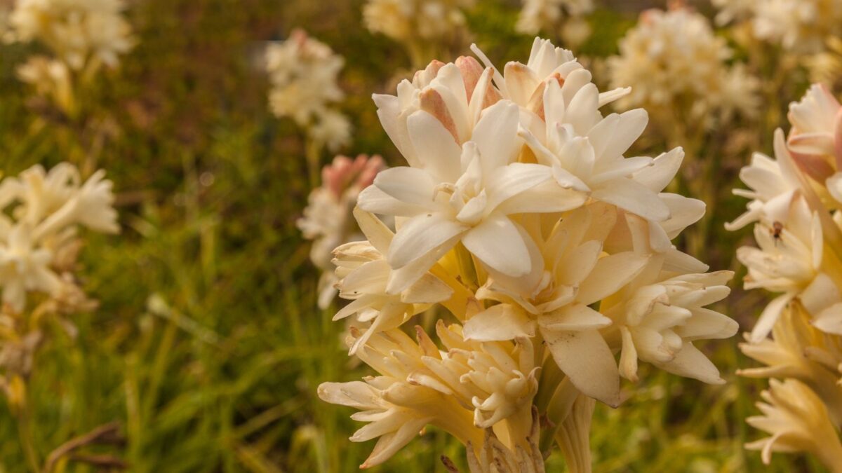 tuberose flowers.