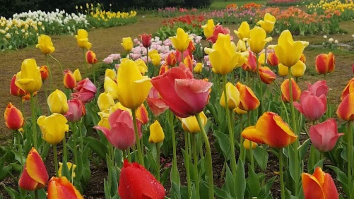 multi-colored tulip flowers. 