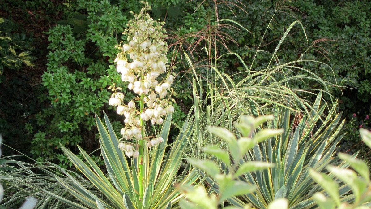 variegated yucca in bloom, with pretty cream colored bell-shaped flowers.