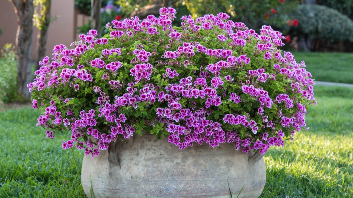 a large mass of violet petunias in a cement planter in the front yard. 