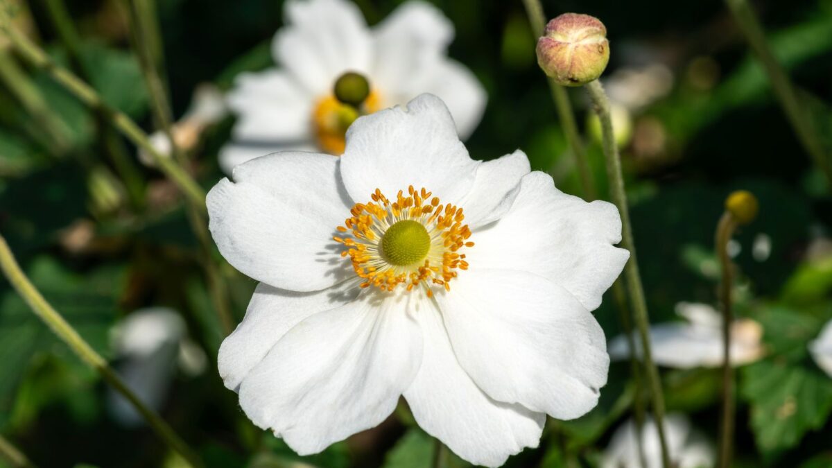 white anemone flower.