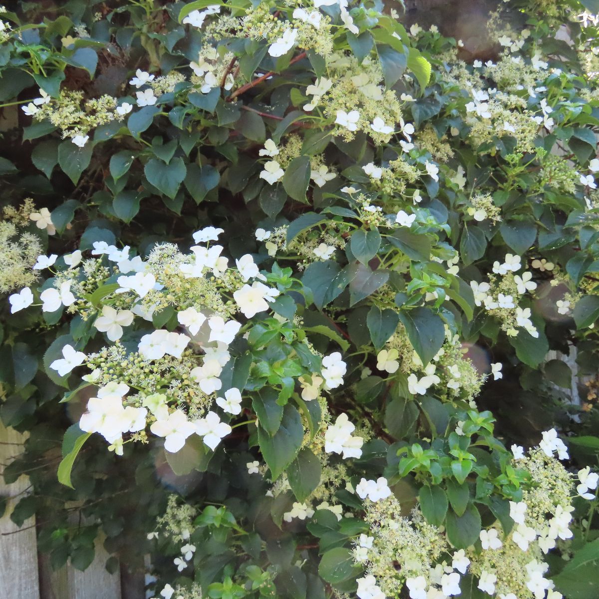 white climbing hydrangea.