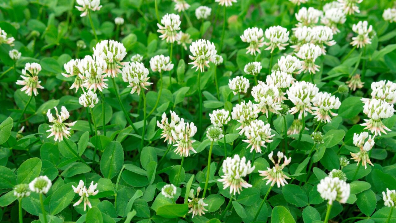 Blooming white clover.