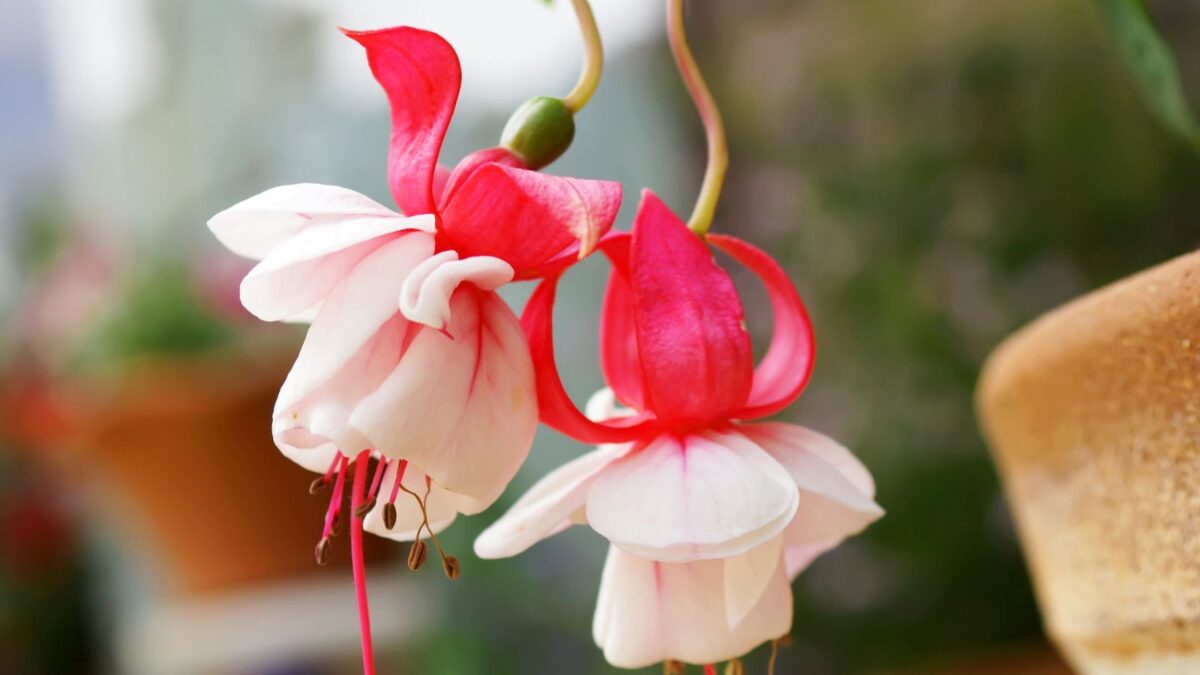 white fuchsia flowers.