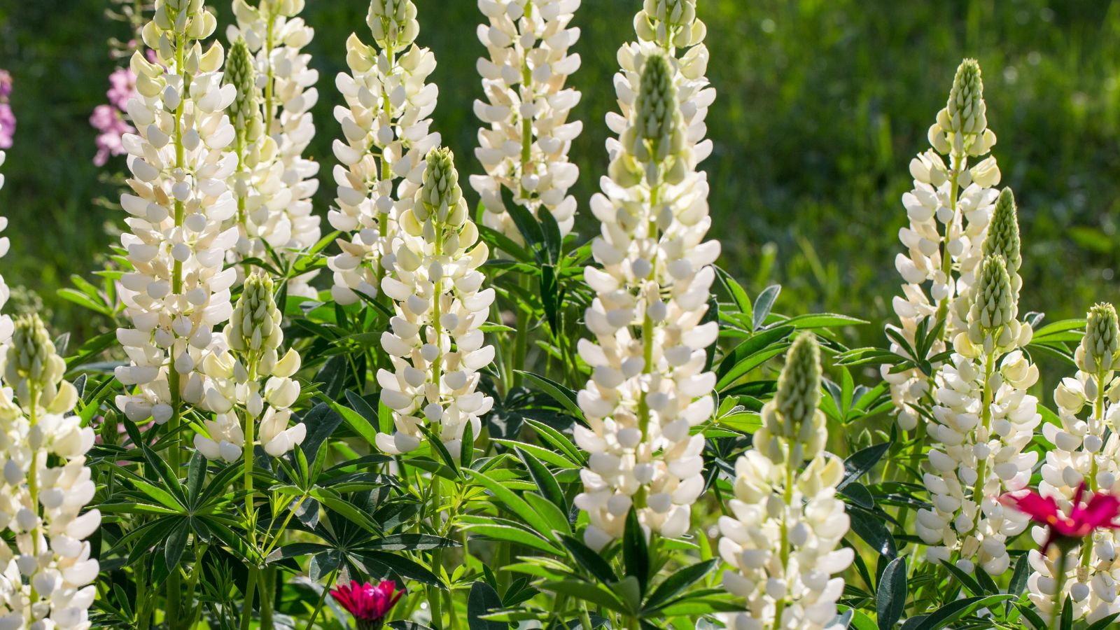 white lupine flowers.