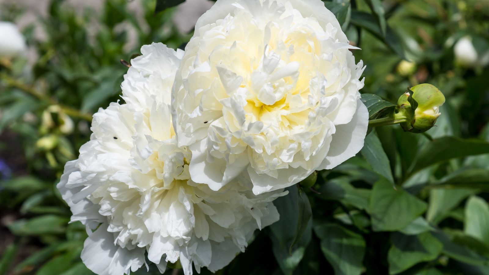 white peonies.