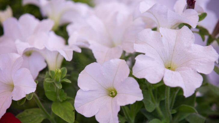 10 Stunning Annual White Flowers for an Elegant Garden