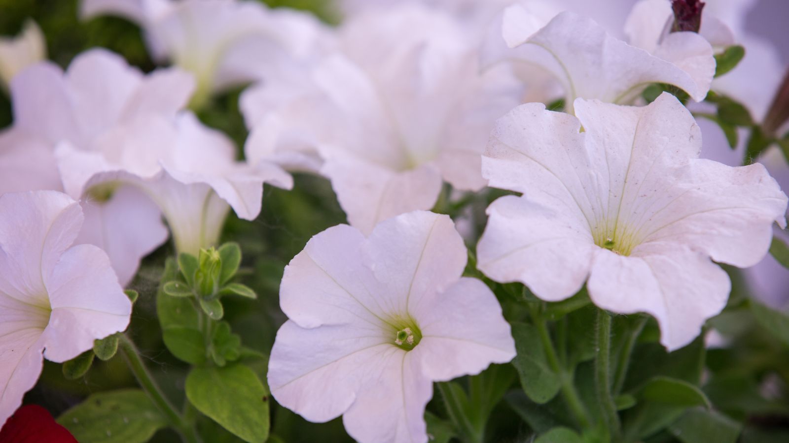 white petunia flowers.