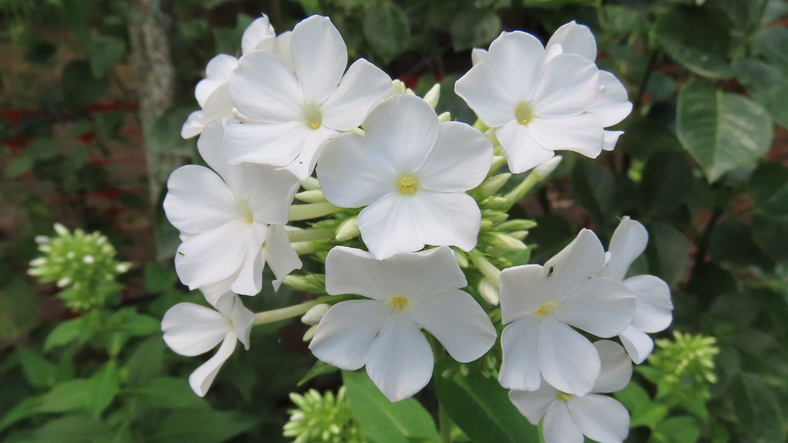 pure white phlox flowers.
