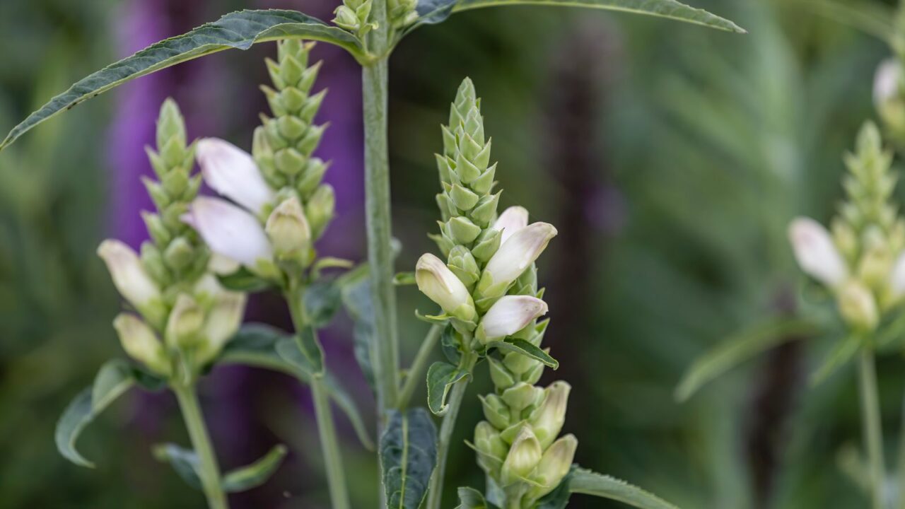 white turtlehead flowers.