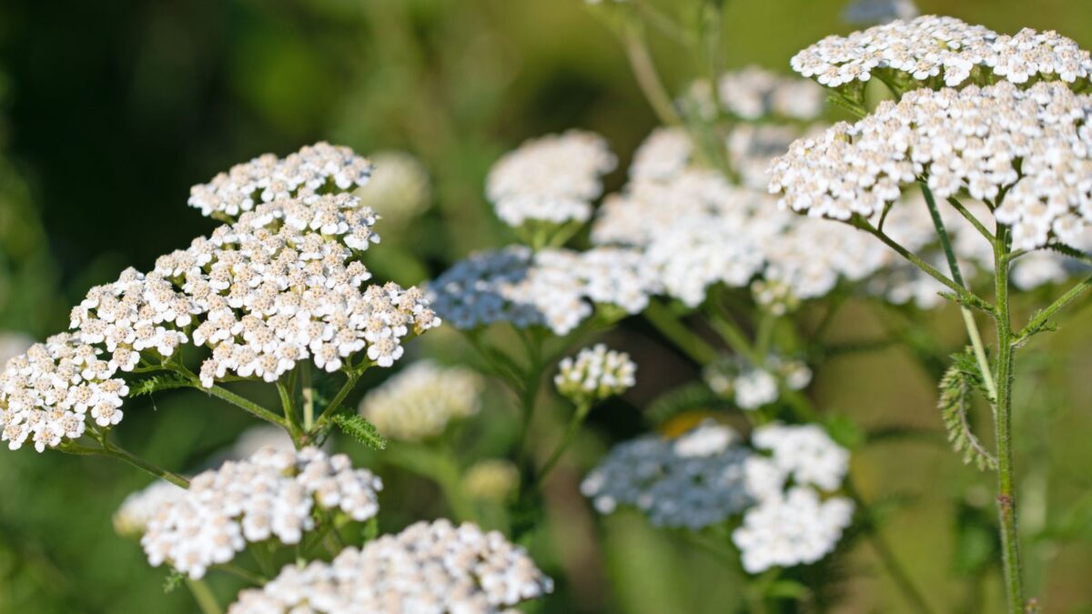 white yarrow flowers