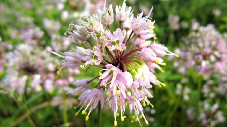 Wild onion (Allium canadense) growing in a meadow.