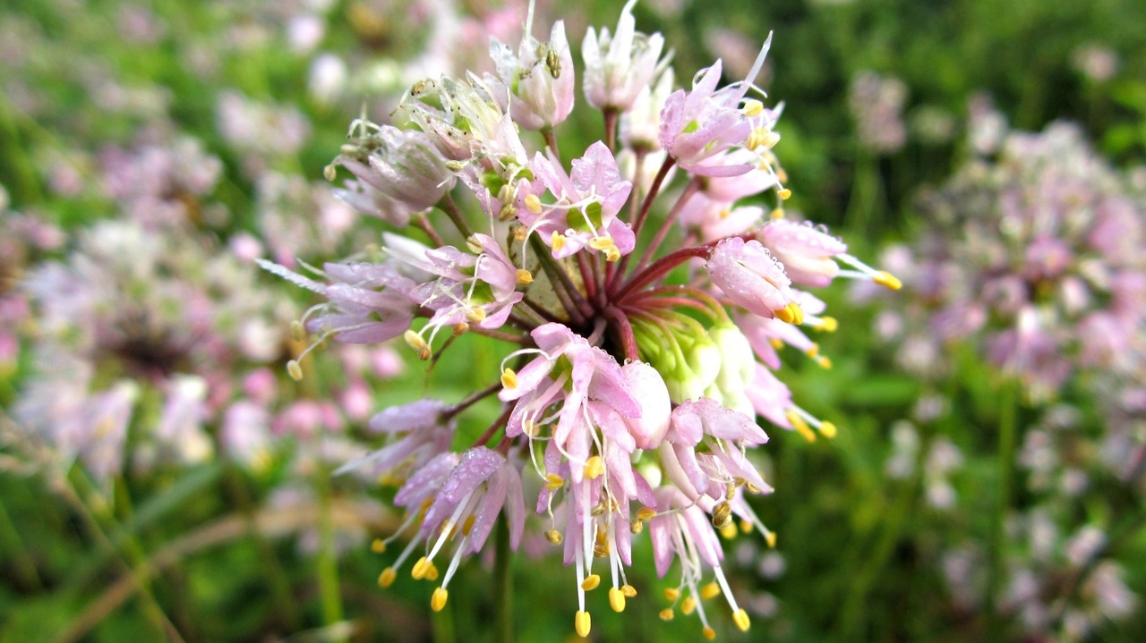 Wild onion (Allium canadense) growing in a meadow.