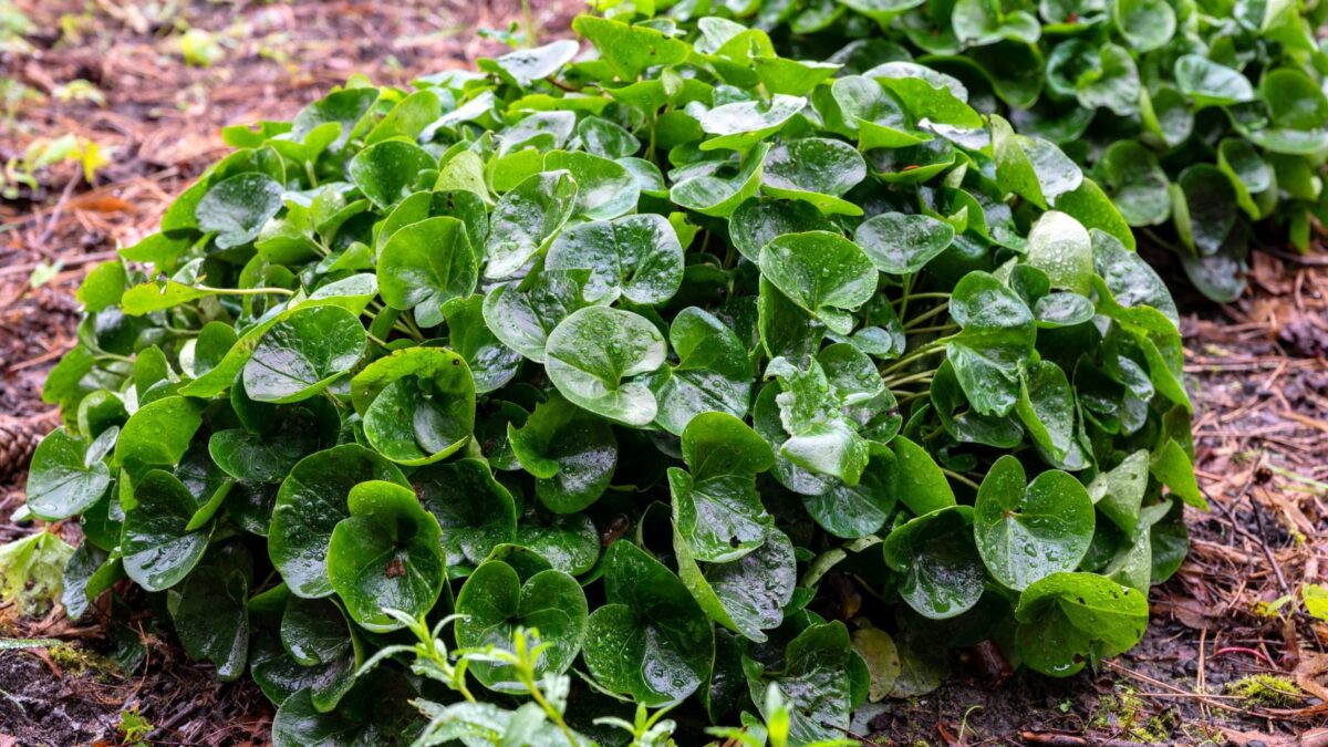 a mound of wild ginger greenery. 